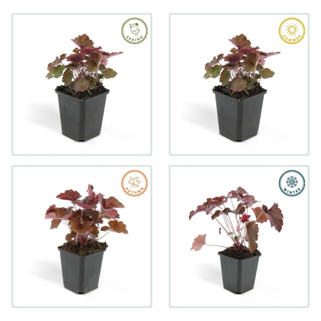 Livraison plante Heuchera mic. 'Palace Purple'