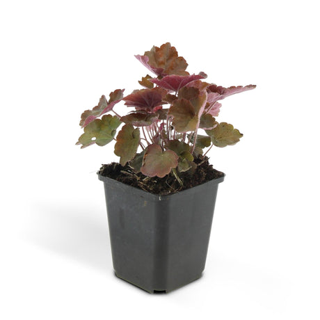 Livraison plante Heuchera mic. 'Palace Purple'