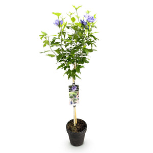 Livraison plante Hibiscus syriacus Blue Chiffon® – Pot 19 cm – Hauteur 90 cm