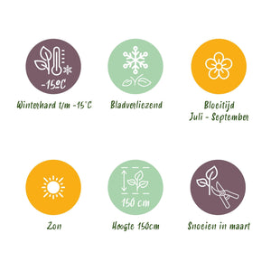 Livraison plante Hibiscus syriacus Tricolour – Pot 19 cm – Hauteur 90 cm