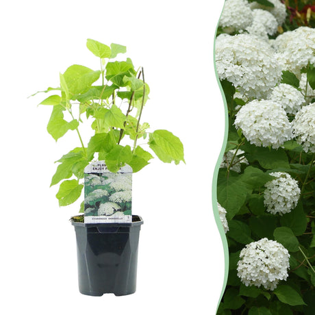Livraison plante Hortensia Annabelle en pot x1