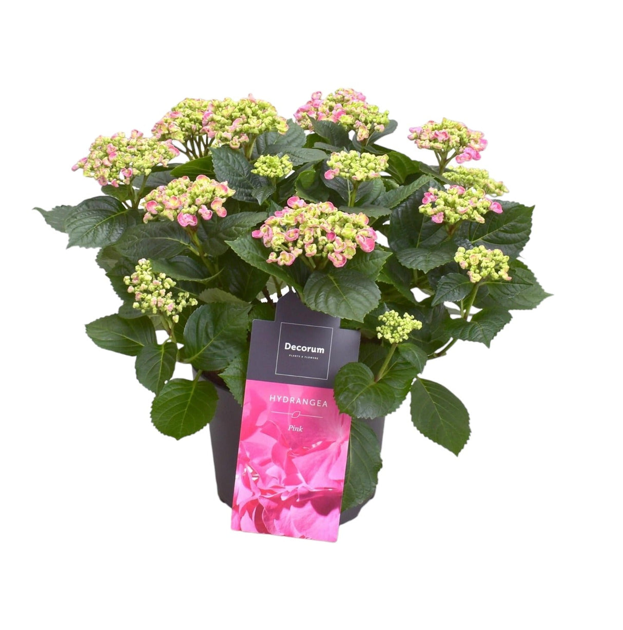 Livraison plante Hortensia curly rose pâle 9 - 15 têtes - plante fleurie d'extérieur