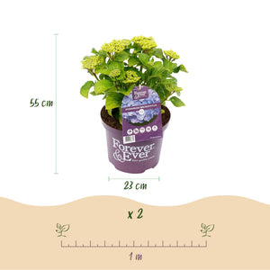 Livraison plante Hortensia Forever & Ever – Pot 23 cm – Hauteur 55 cm