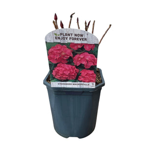 Livraison plante Hortensia macrophylla Rouge – Pot 17 cm – Hauteur 30 cm