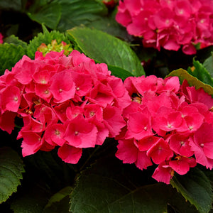 Livraison plante Hortensia macrophylla Rouge – Pot 17 cm – Hauteur 30 cm