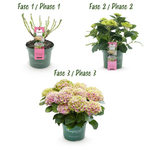 Livraison plante Hortensia Magical Jewel Pink – Pot 23 cm – Hauteur 55 cm