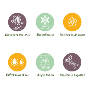 Livraison plante Hortensia Magical Jewel Pink – Pot 23 cm – Hauteur 55 cm