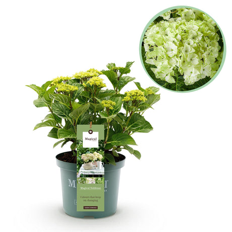 Livraison plante Hortensia Magical Noblesse