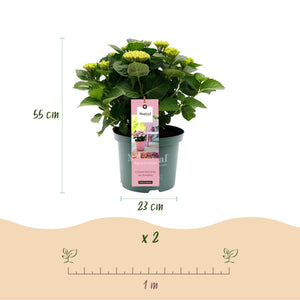 Livraison plante Hortensia Magical Revolution Pink – Hauteur 55 cm