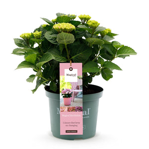Livraison plante Hortensia Magical Revolution Pink – Hauteur 55 cm