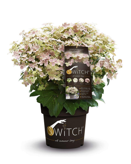 Livraison plante Hortensia Pan. '(S) Witch Ophelia'® - ↨25cm - Ø19cm - plante d'extérieur fleurie
