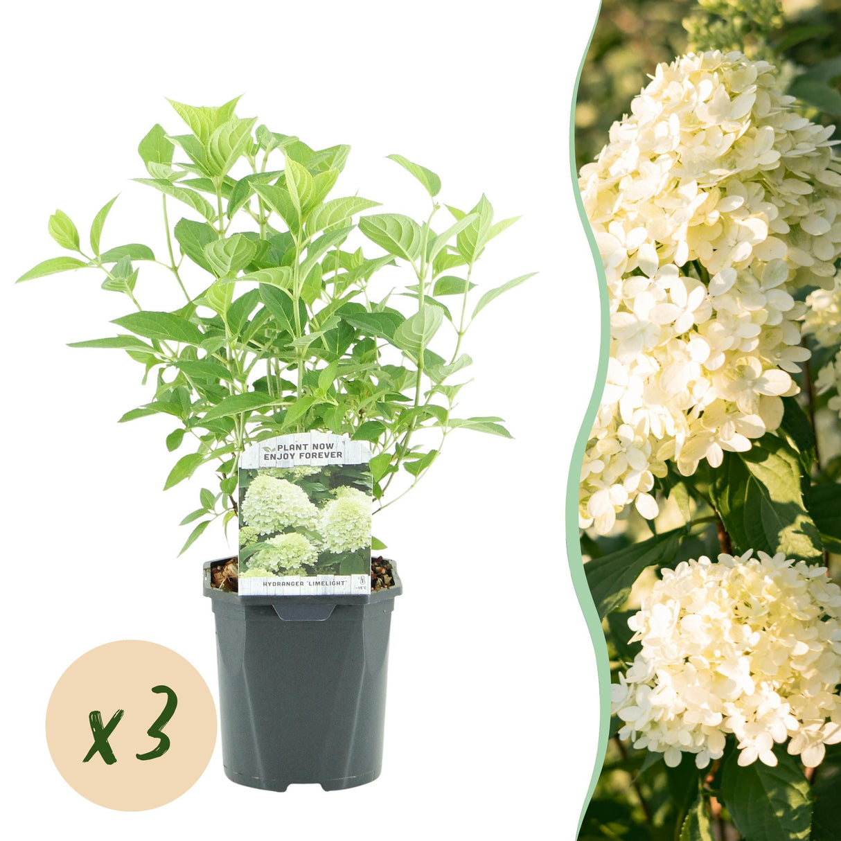 Livraison plante Hortensia Panniculata Limelight