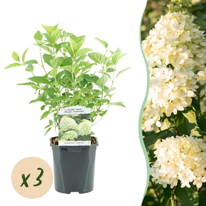Livraison plante Hortensia Panniculata Limelight