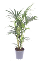 Livraison plante Howea Forsteriana