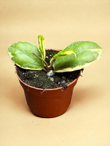 Livraison plante Hoya Incrassata Variegata