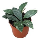Livraison plante Hoya Rundumensis Splash