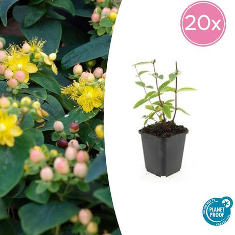 Livraison plante Hypericum inodorum Annebel