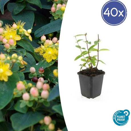 Livraison plante Hypericum inodorum Annebel