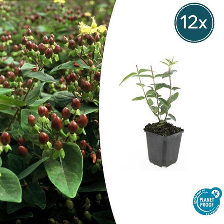 Livraison plante Hypericum inodorum Rheingold