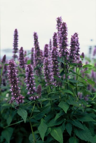 Livraison plante Hyssop géant Blue Fortune