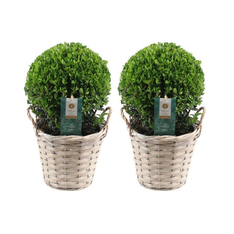 Livraison plante Ilex crenata 'Jenny' et leur panier x 2