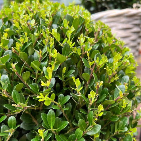 Livraison plante Ilex crenata 'Jenny' et leur panier x 2