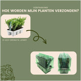 Livraison plante Ilex crenata 'Jenny' - lot de 24 - Ø7cm - ↕25 cm - plante de haie