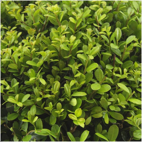 Livraison plante Ilex crenata 'Jenny' - lot de 72