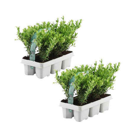 Livraison plante Ilex crenata 'Jenny' x 12