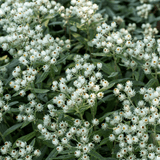 Livraison plante Immortelle de l'himalaya