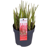 Livraison plante Imperata cylindrica 'Red Baron' - ↨40cm - Ø14 - plante vivace