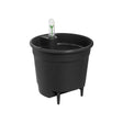 Livraison plante Insertion Auto - irrigante 17 cm