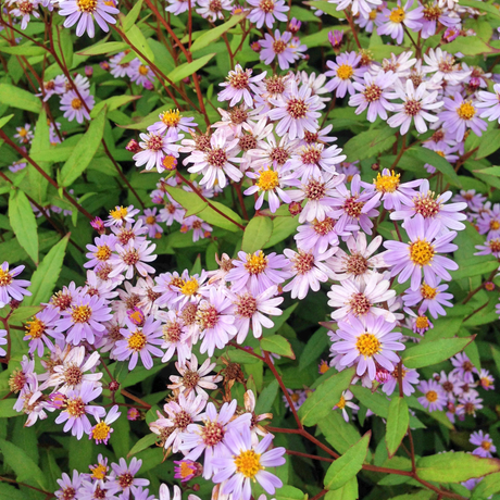 Livraison plante Kalimeris blue star