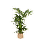 Livraison plante Kentia Palm et son pot