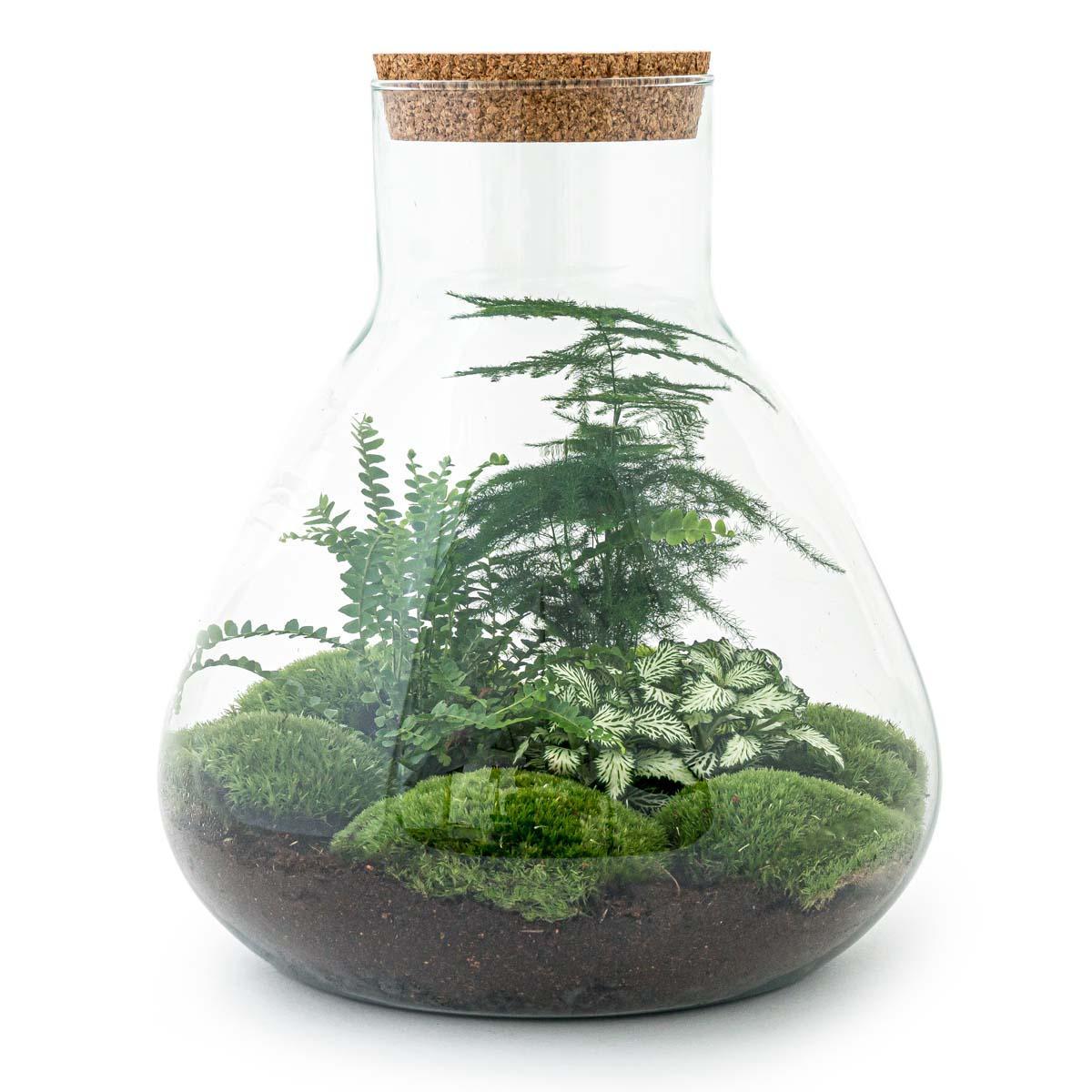Livraison plante Kit Terrarium DIY 3 plantes - SAMOS