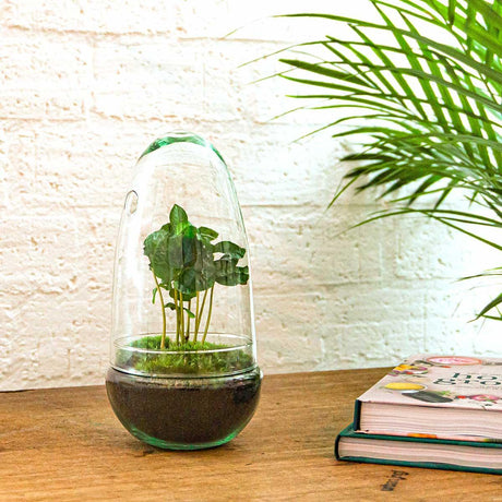 Livraison plante Kit Terrarium DIY - ALMA
