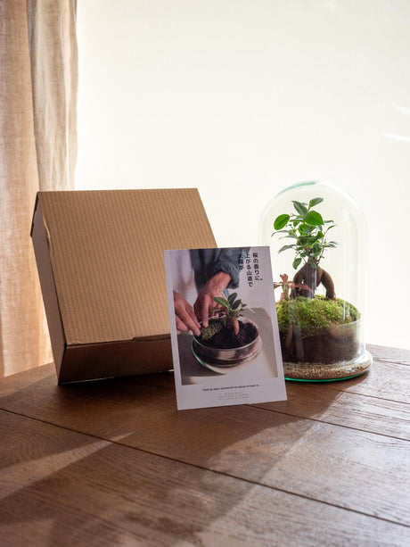 Livraison plante Kit Terrarium DIY - ALMA