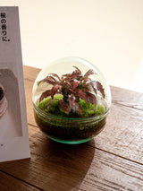 Livraison plante Kit Terrarium DIY - BOHOL