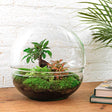 Livraison plante Kit Terrarium DIY - DOME XL