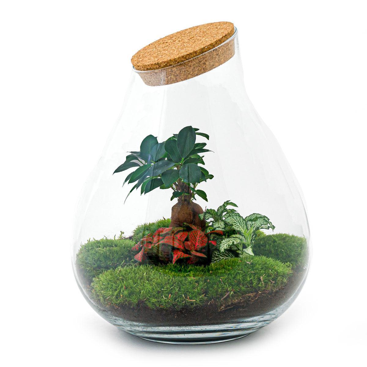 Livraison plante Kit Terrarium DIY - DOORN