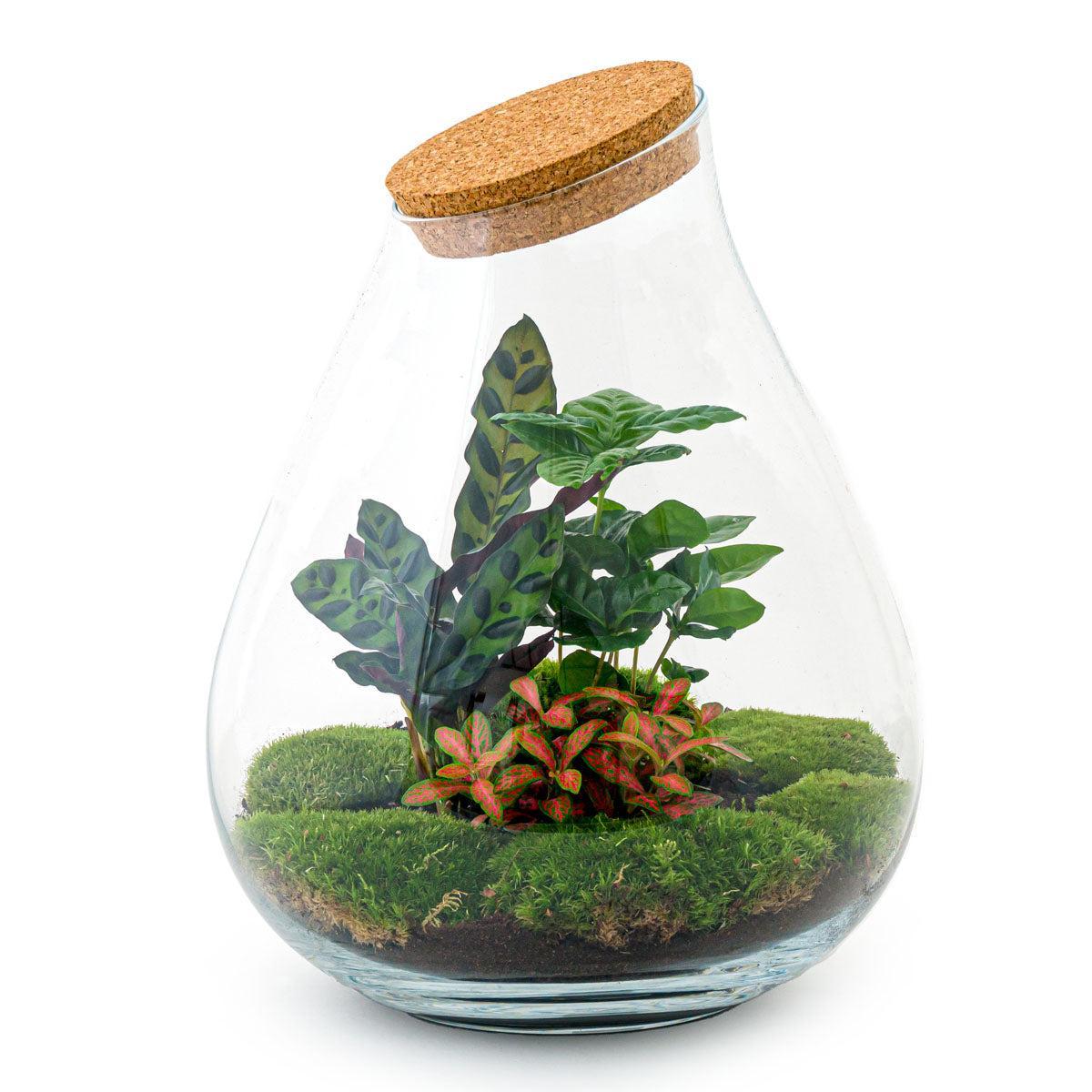Livraison plante Kit Terrarium DIY - DOORN