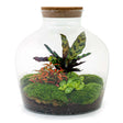 Livraison plante Kit Terrarium DIY - JOY