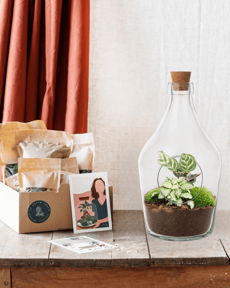 Livraison plante Kit Terrarium DIY - JOY