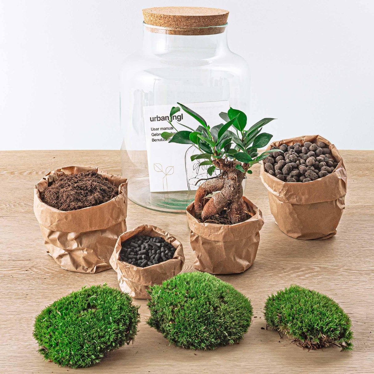 Livraison plante Kit Terrarium DIY - MILA