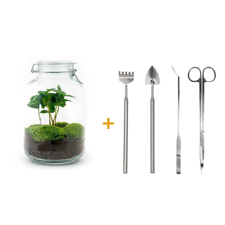Livraison plante Kit terrarium DIY - OSLO