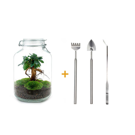 Livraison plante Kit terrarium DIY - OSLO
