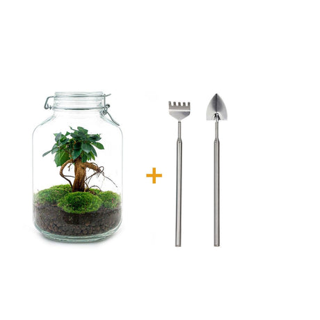Livraison plante Kit terrarium DIY - OSLO