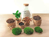 Livraison plante Kit Terrarium DIY - SAMA