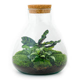 Livraison plante Kit Terrarium DIY - SAMA