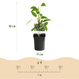 Livraison plante Kiwi Actinidia arguta Issai – Lot de 2 – Pot 11 cm